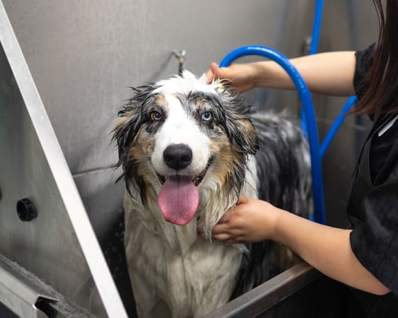 Meijer sales veterinary clinic