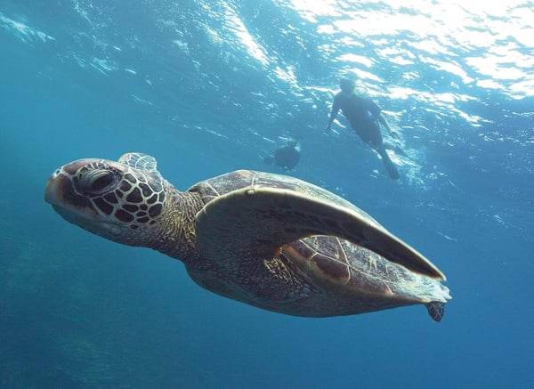 グアムの海を優雅に泳ぐウミガメ。思ったよりも大きい