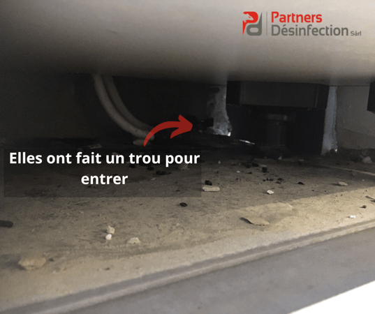 Dégats causés pour les souris