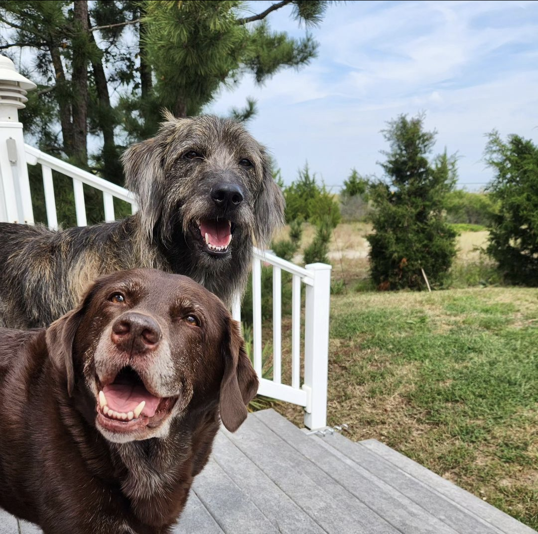 Dave Hove's 2 dogs, Norman and Woodrow