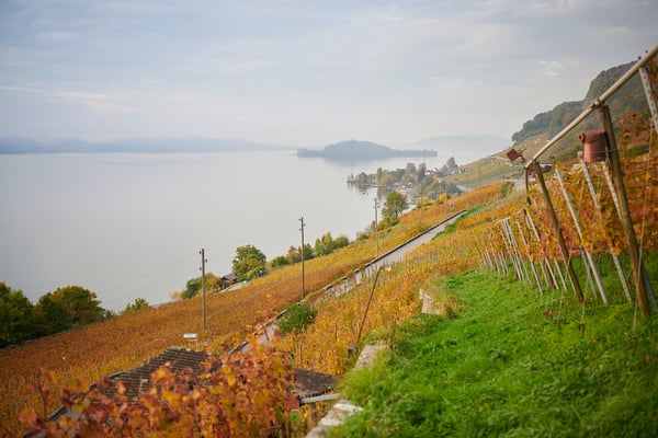 Tüscherz im Herbst - Weinbau Cordula Morgenegg-Posch