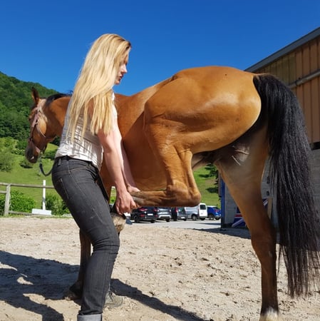Mélissa Chavanne consultation en ostéopathie pour cheval de sport