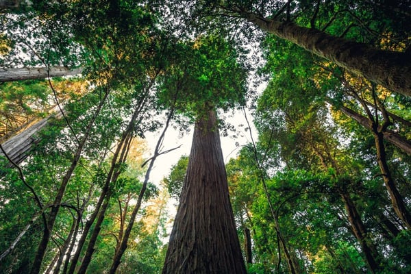 世界で最も高い木、ハイペリオン・ツリー（カリフォルニア州レッドウッド国立公園および州立公園）