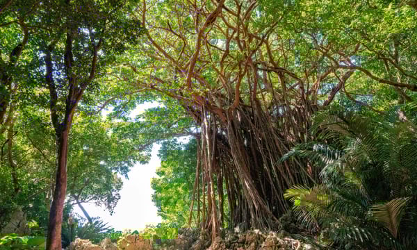 ガジュマルの木