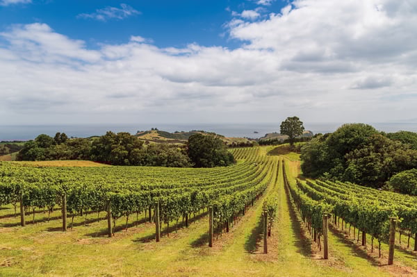 本場ニュージーランドのワインを死ぬほど飲みたい　オークランド飲んだくれ旅