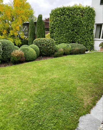 Hecken und Büsche schneiden von Lusogarten GmbH, Gartenbau & Gartenpflege, 8127 Forch im Kanton Zürich