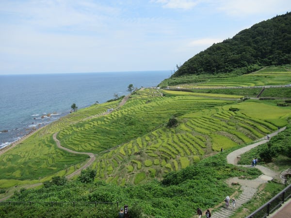 空・海・田のコントラストがまぶしく輝く