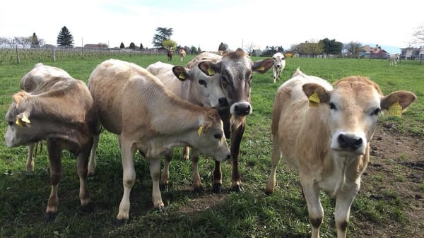 Ferme de la Famille Graf