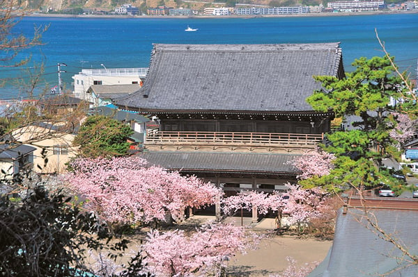 満開の桜の中に建つ「光明寺」