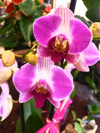 ORCHIDEA