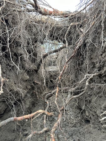 ELLEXA Sàrl, Soins aux arbres à Attalens