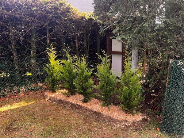 Thury Paysagiste & Services – Plantation de conifères à Froideville, canton de Vaud. Création d’un écran végétal esthétique pour dissimuler une pompe à chaleur.