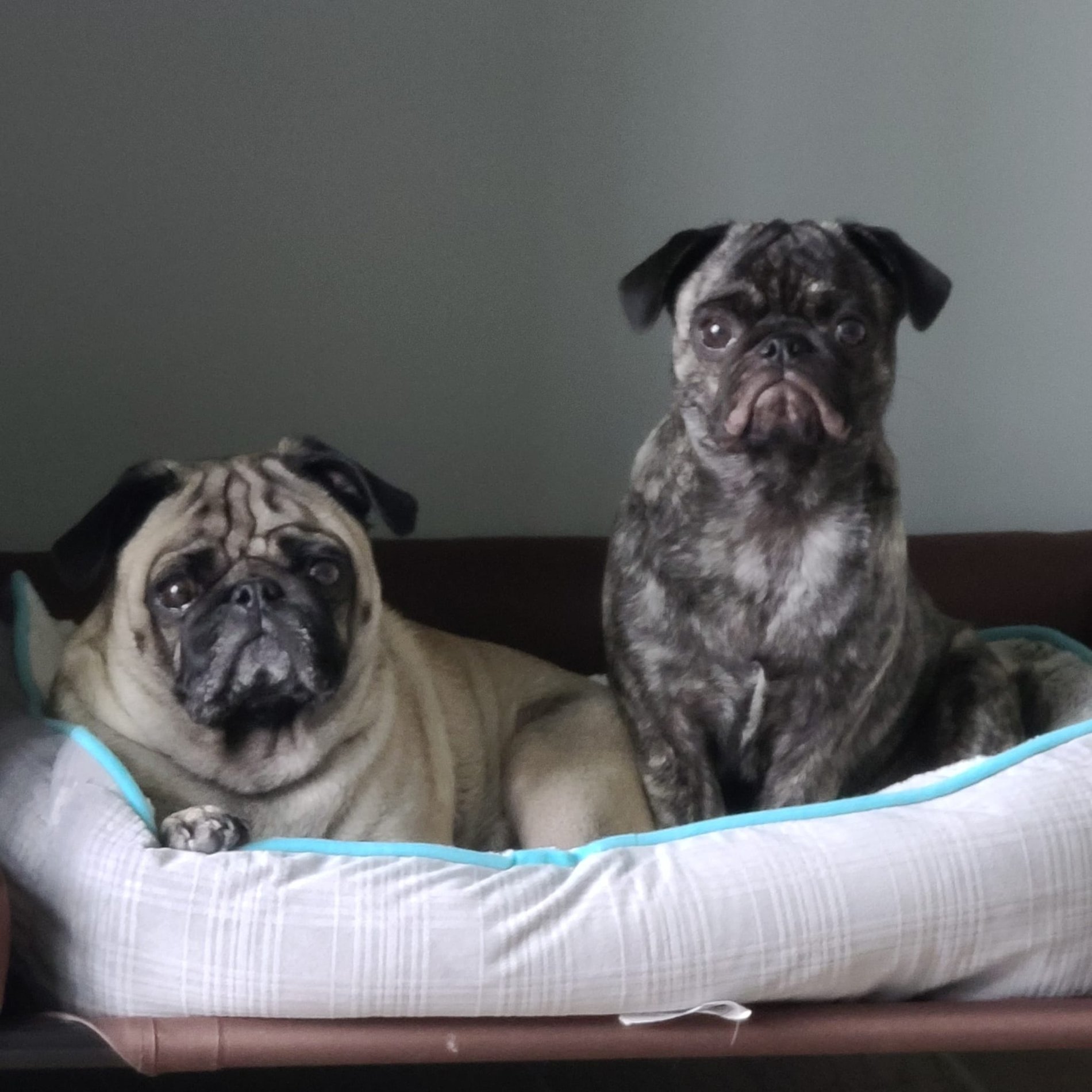 Our agency greeters