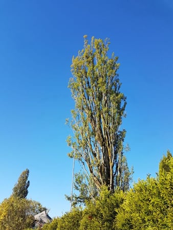 Säulenpappel nach der Kronenpflege