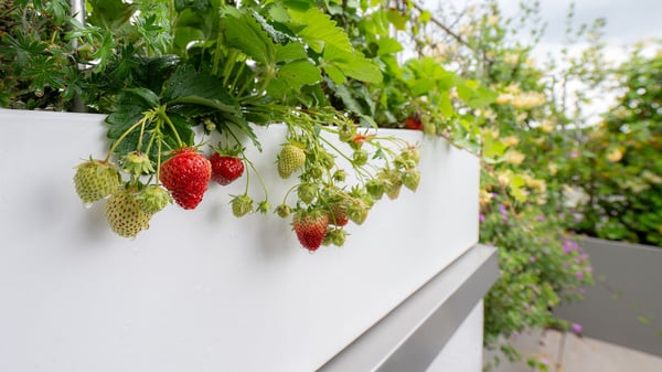 https://gartenimeinklang.ch/