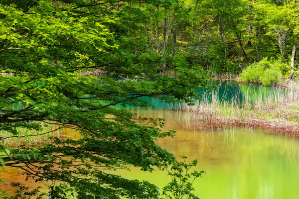 初夏のみどろ沼