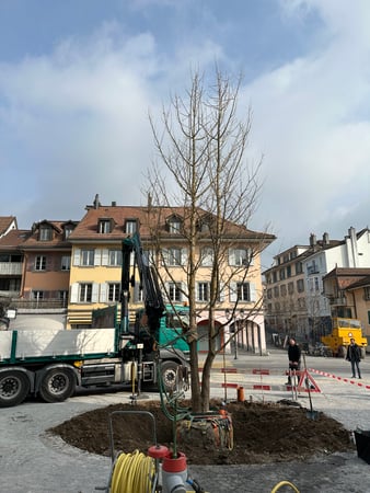 ELLEXA Sàrl, Soins aux arbres à Attalens