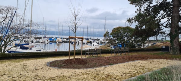 ELLEXA Sàrl, Soins aux arbres à Attalens