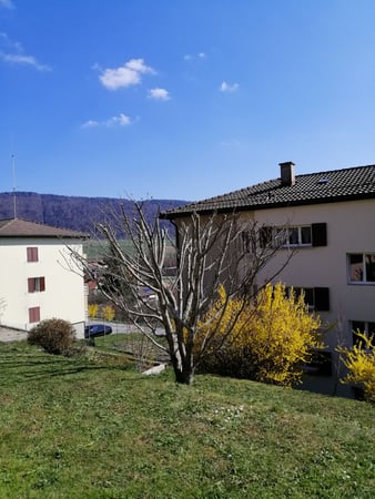 prunus après la taille à Dombresson