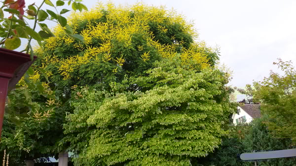 Blasenbaum in voller Blüte (Bienenweide)