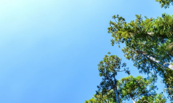 青空に向かって伸びる青々とした木々