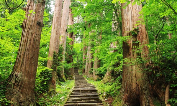 出羽三山・羽黒山の杉並木の参道のようす