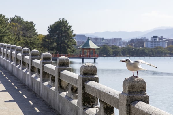 水と緑のオアシス「大濠公園」で、心と体をリフレッシュしませんか？【福岡県】 | JTBリモートコンシェルジュ トラベルコンサルタントのおすすめ旅