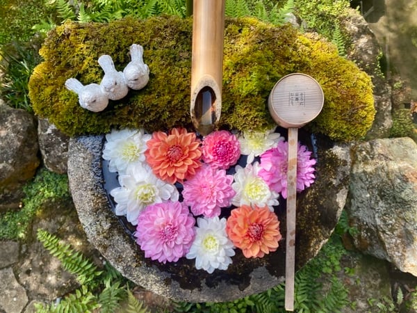 柳谷観音 楊谷寺