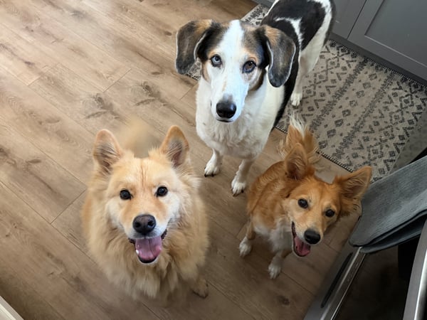 Photo of Ollie & Rambo