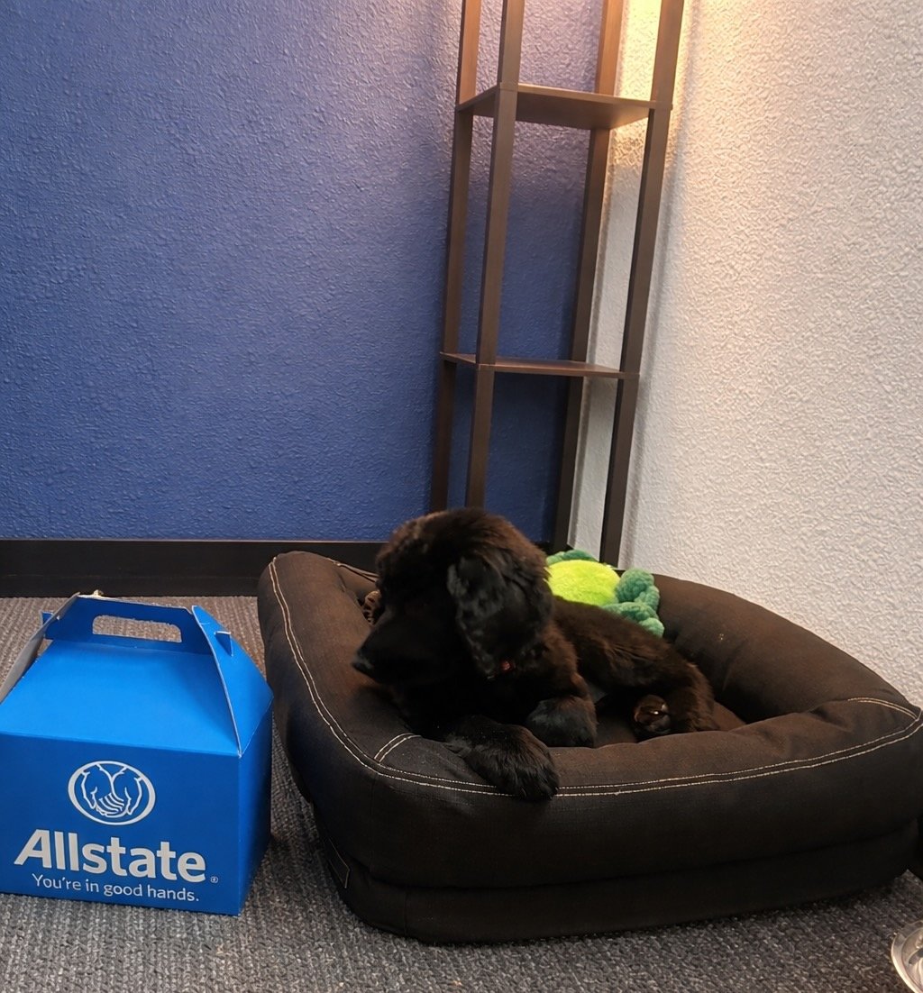 Bailey the Office Mascot