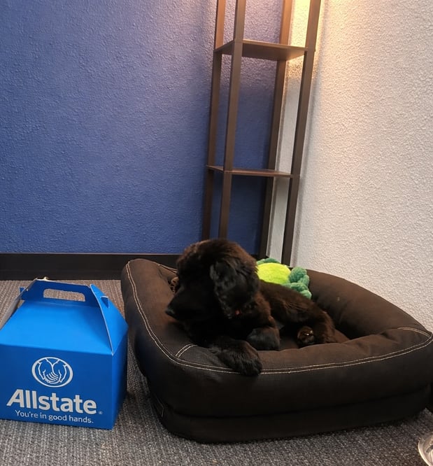 Bailey the Office Mascot