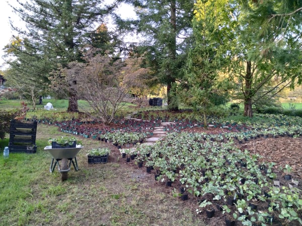Standortverbesserung mit Unterbepflanzungen und Substratverbesserungen eines Mammutbaumwäldchens