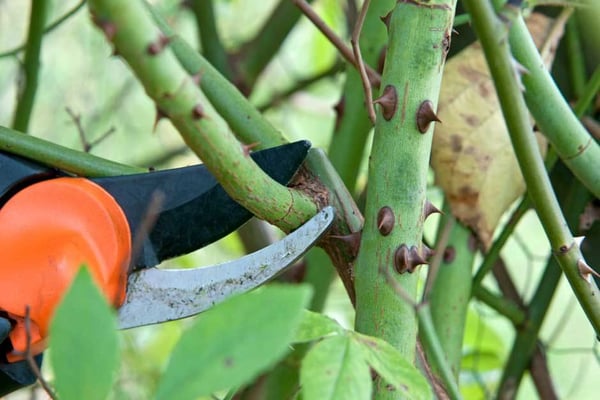 Rose dieback / RHS Gardening