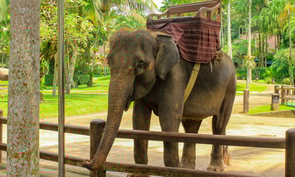 インドネシアの象