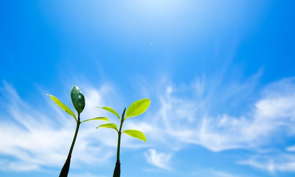 天に向かって伸びている2つの芽