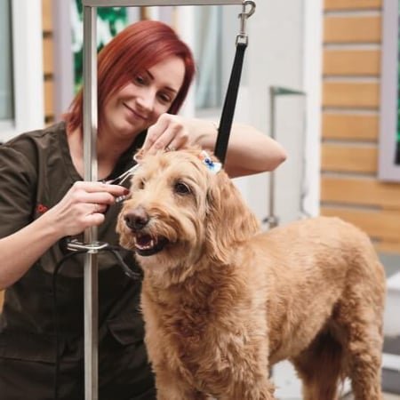 Full-Service Grooming West Fort Worth | Petco