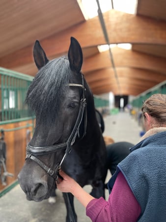 Dressurstall Gracia KLG - Reitschule - Beritt - Reitstunden, Kaiseraugst - Basel