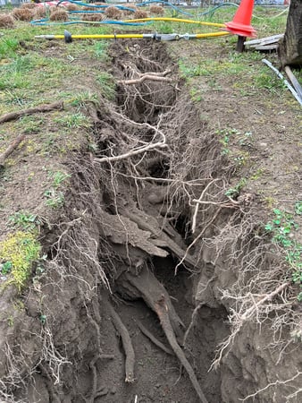 ELLEXA Sàrl, Soins aux arbres à Attalens