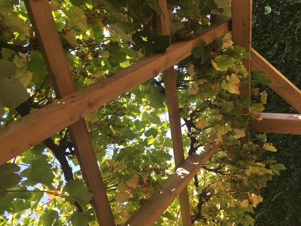 Bären Aetigkofen Gartenwirtschaft Terrasse