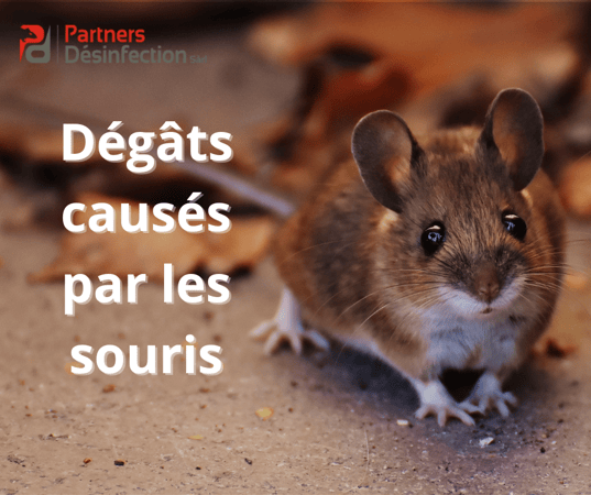 Dégats causés pour les souris