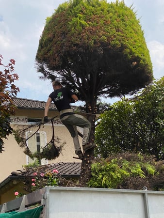 Selim Giardini - Taglio piante