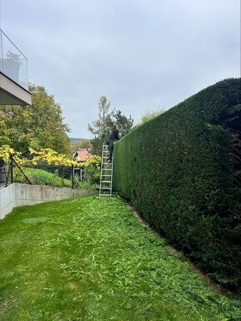 Thury Paysagiste & Services – Taille d’entretien de haie à Froideville dans le canton de Vaud.