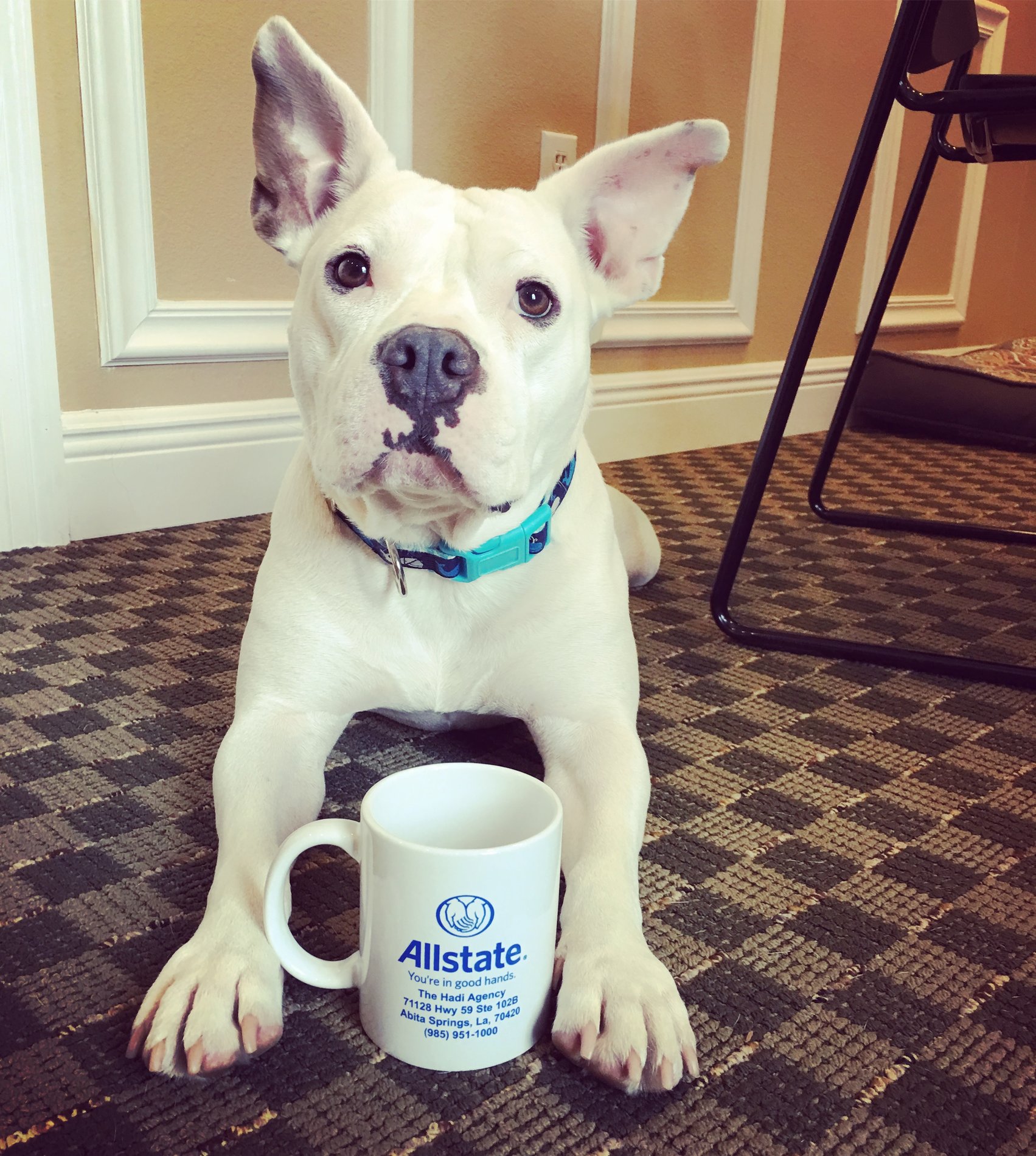 Sully Hadi - Official Agency Greeter