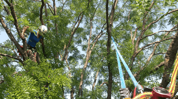 Pflege eines Schnurbaumes