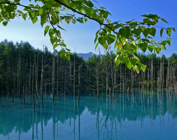 青の絶景、美瑛ブルーにうっとり♪ 水面が青く輝く不思議な池【北海道 白金青い池】 | JTBリモートコンシェルジュ トラベルコンサルタントのおすすめ旅