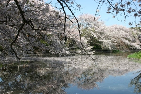 2つの池の間には「太鼓橋」が架かる　提供：鶴岡八幡宮