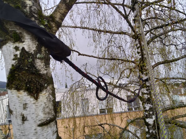 Beide Hauptstämme sind nun durch die Kronensicherung verbunden und gesichert