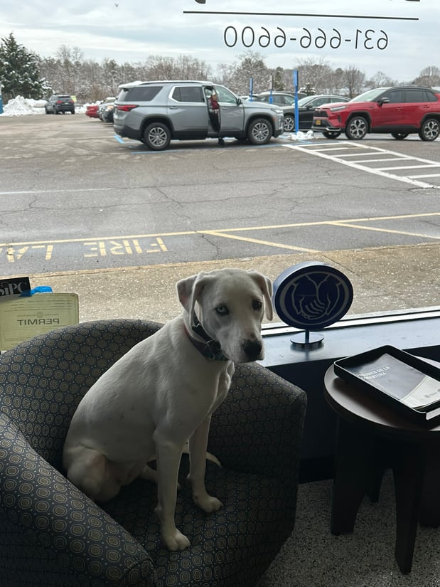 Lady Blue selling pet insurance