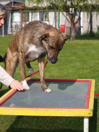 Associazione Cinofila Security Dog School - Il metodo
