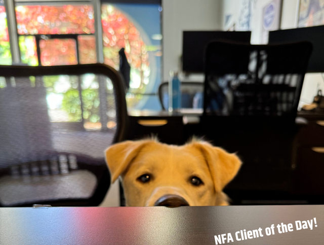 Apollo the part-time office Dog says, "dogs are always welcome!"
